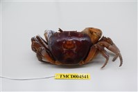 藏品(毛足圓盤蟹)的圖片